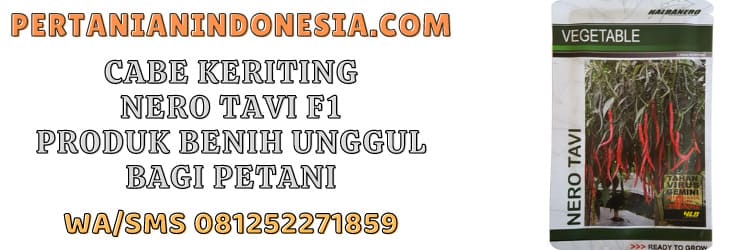 cabe,keriting,nero tavi,halbanero,nero tavi f1